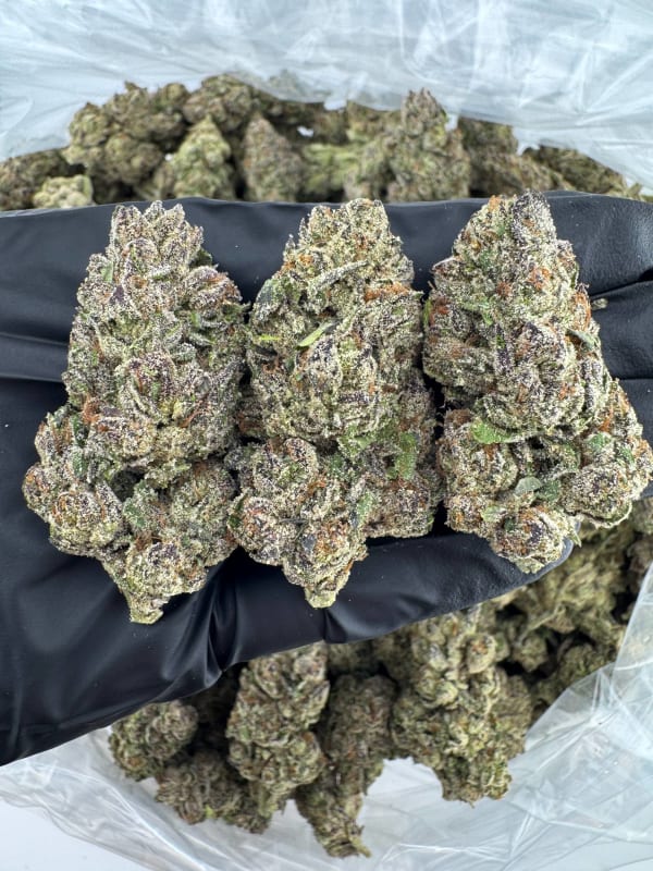 BZA Blue Zushi by TENCO 🫐🍣🍭🍬⚡️🧬