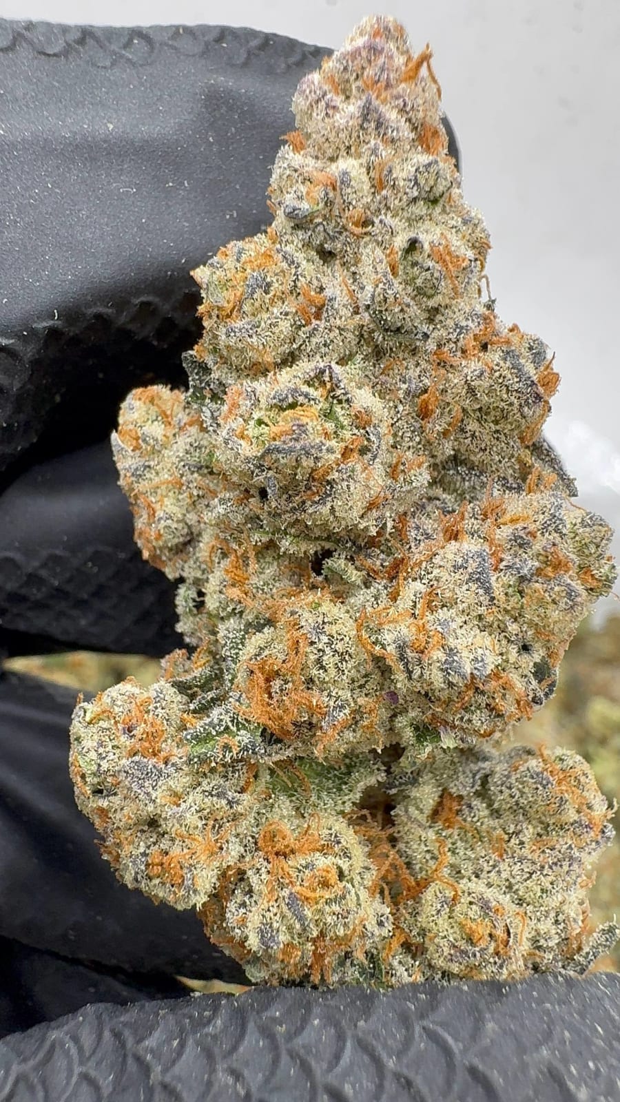 A633 Glitterbomb Runtz ✨💣 ⛽️🔥