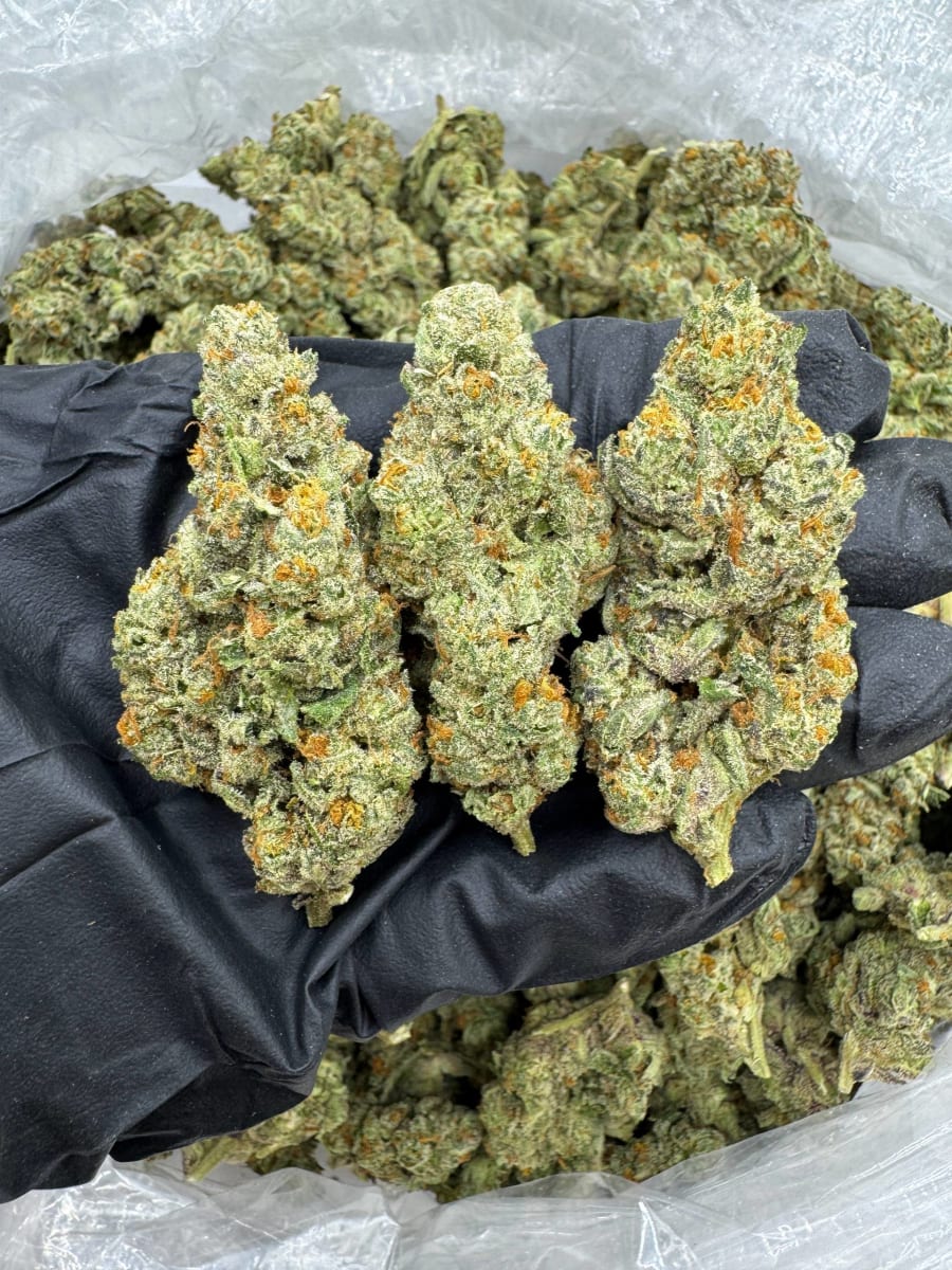 CD12 REAL DEAL JACK HERER ❄️💯🍊⛽️🔥