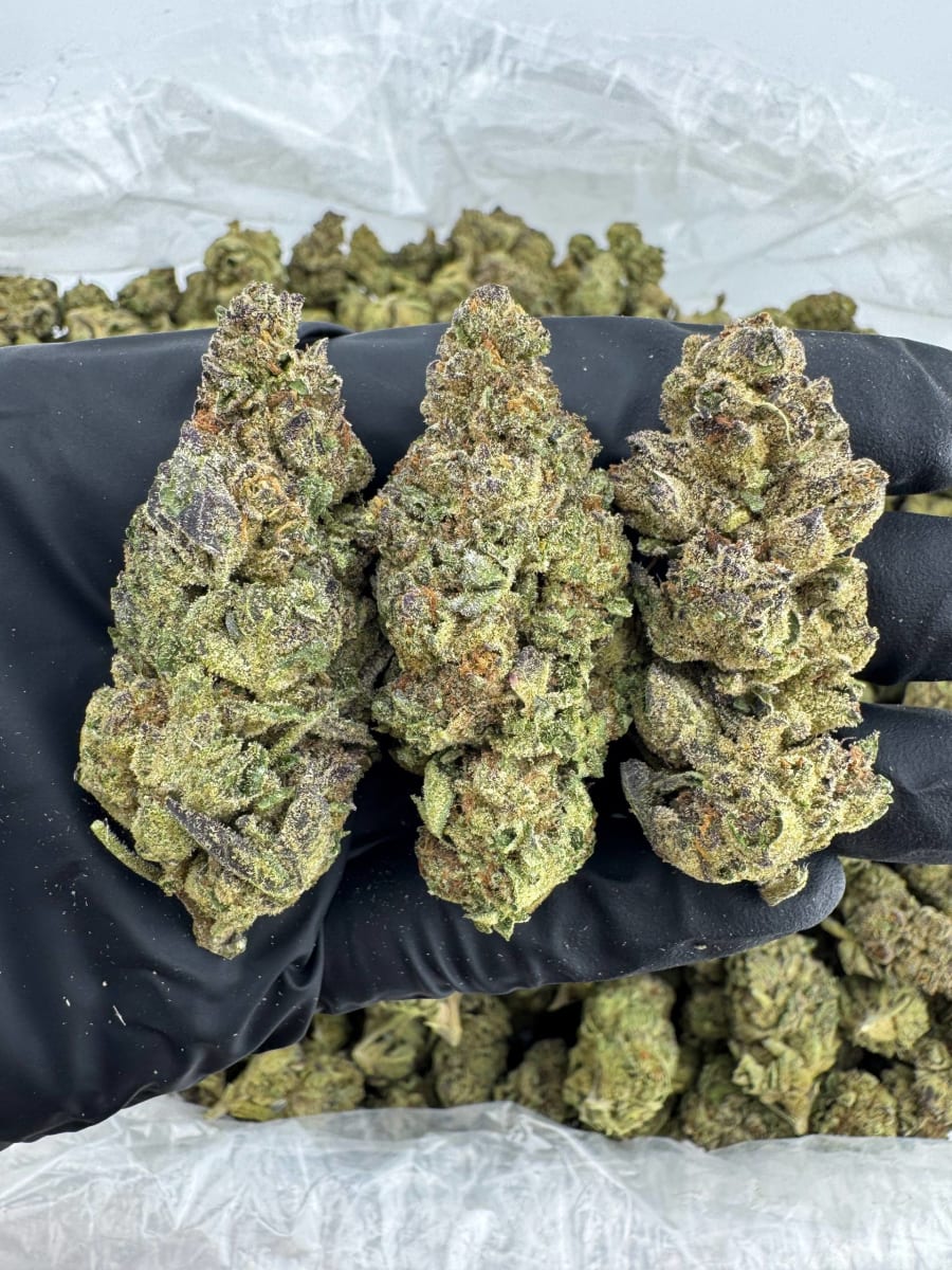D1008 Cali Sherb 🌟⛽️💯🔥