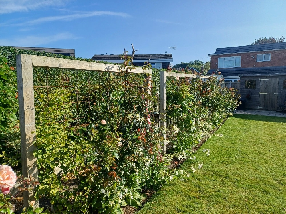 Wooden climbing trellis with plants on them in a back garden in Tipperary