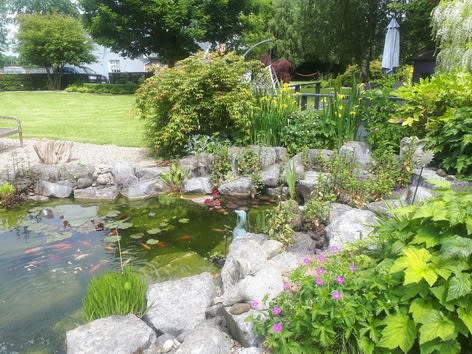 fish pond in a garden