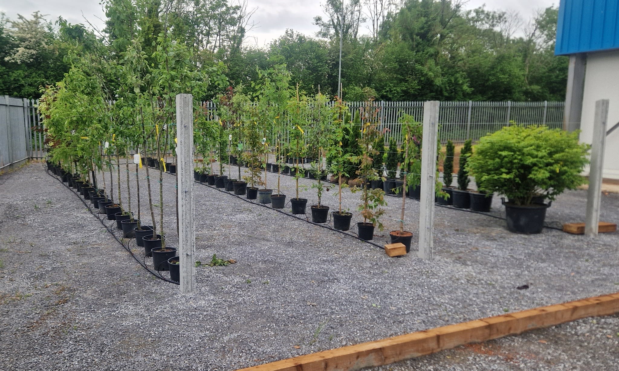 Garden trees lined up for sale