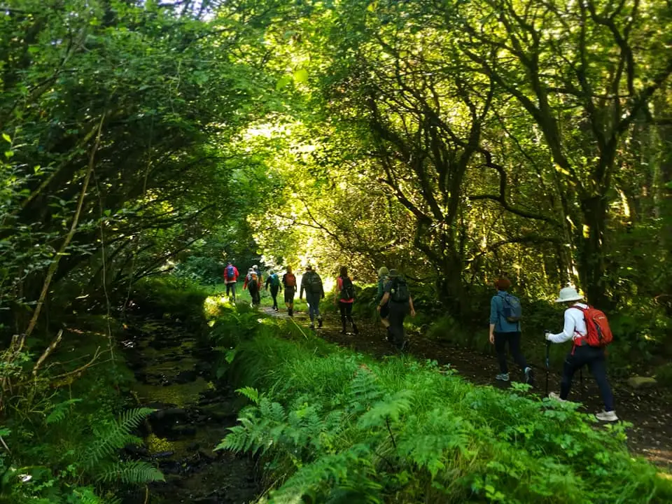 walkers in the woods on a Celtic Ways tour