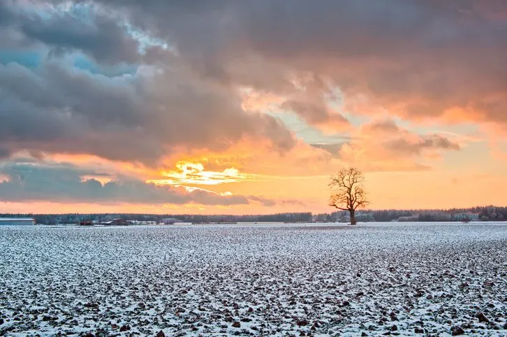 Oak Tree on snowy Fields at Sunset snow landscape and sunset