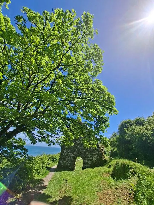A tree with Celtic ruins in the background