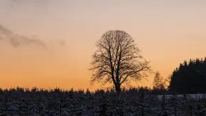 a tree silhouetted against a sunset sky