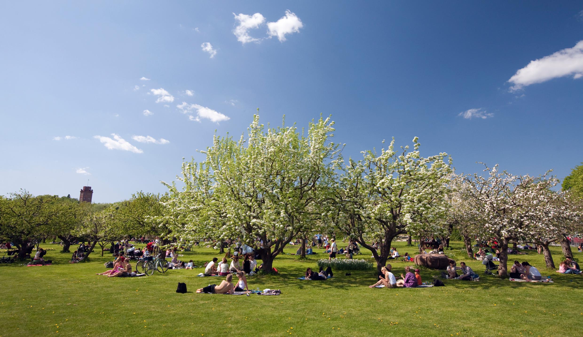Family-Friendly Swedish Park Experience