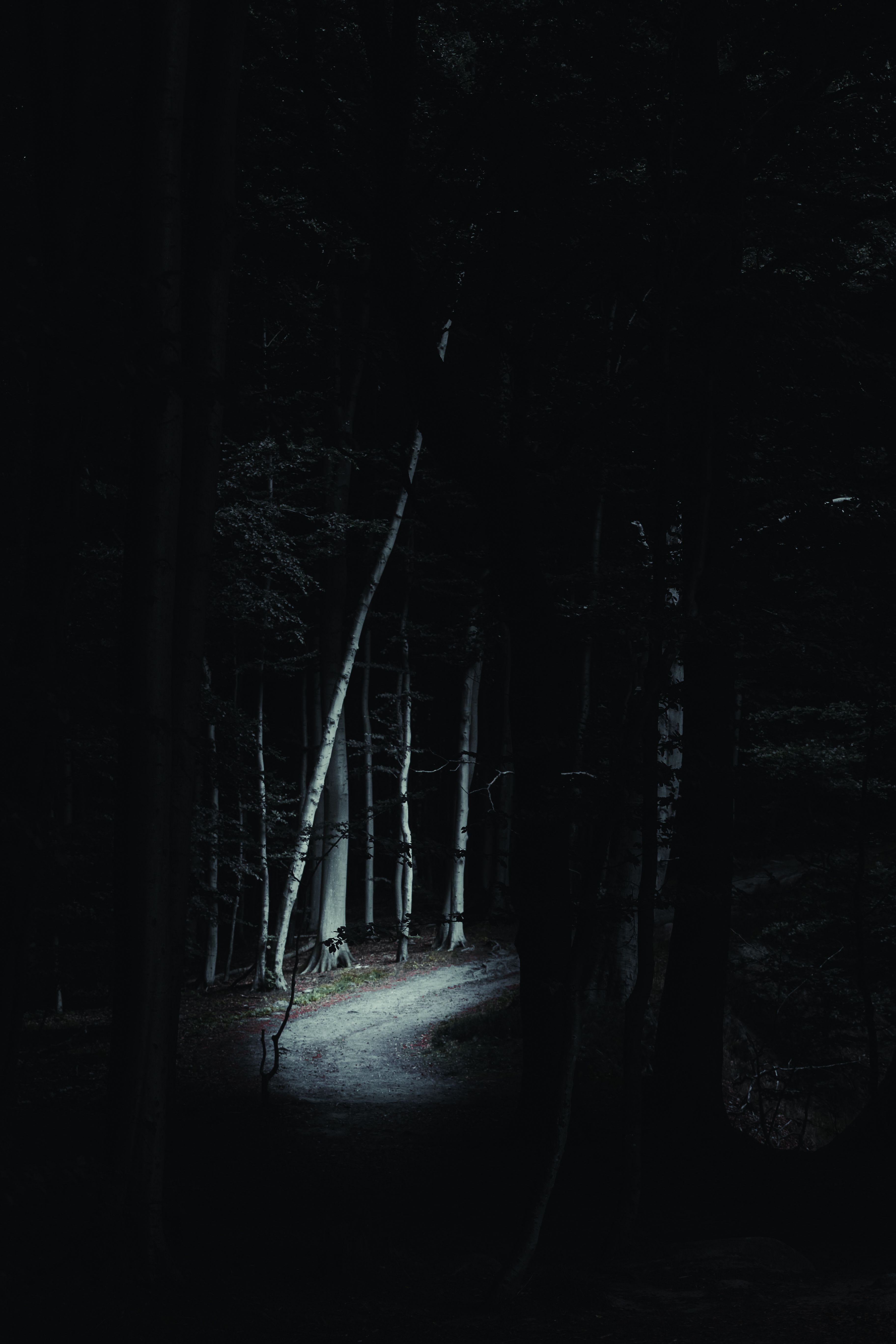 Lund Forest and Full Moon Walk
