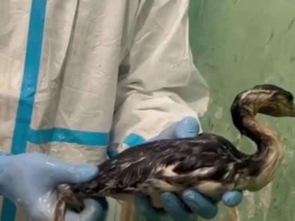 В Большой Ялте продолжается работа по спасению пострадавших от нефтепродуктов птиц