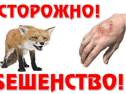 Профилактика бешенства