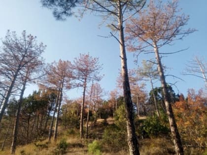 ЦЗЛ Республики Крым провел обследование санитарного состояния сосны крымской  на территории Государственного природного заповедника «Ялтинский горно-лесной»