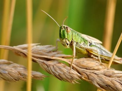 Крыму не угрожает нашествие саранчи