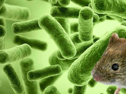 Профилактика геморрагической лихорадки с почечным синдромом (ГЛПС)