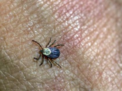 В Крыму зарегистрирован 51 случай клещевого боррелиоза