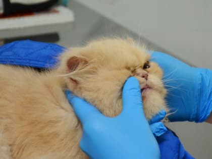 Обман на любой вкус