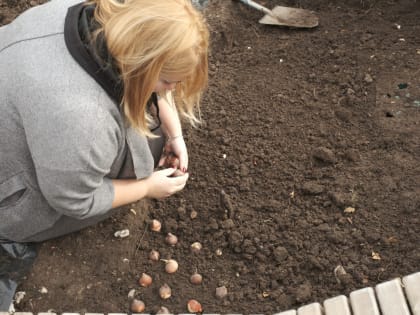 Весенние цветы: нарциссы и гиацинты начинают цвести в городе