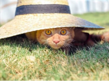 Прогноз погоды на 27 июля: в Крыму и Севастополе продолжается жара, днем местами дождь