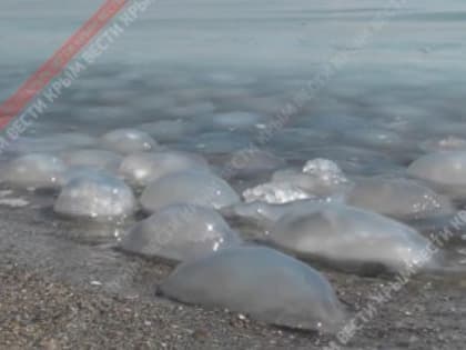 Заграждающие сети растянут в Азовском море для борьбы с медузами