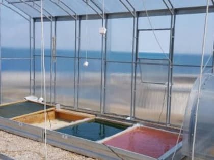 Первое в России экспериментальное производство микроводорослей запустили в Севастополе