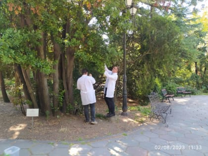 В Крыму божьих коровок взяли на вооружение для борьбы с вредителями