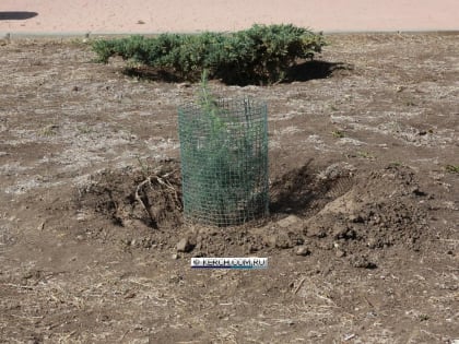 История Владислава Бушина: озеленение города Керчь