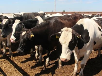 На выходных температура в Крыму превысила многолетний показатель