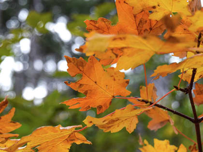 Бабье лето в Крыму продолжается: прогноз погоды на выходные