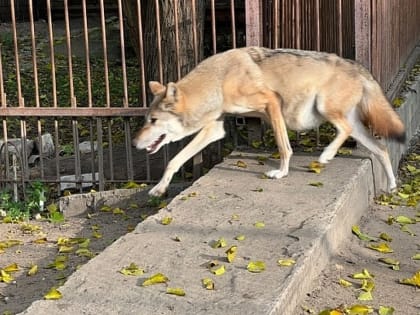 В Крыму вылечили херсонскую волчицу с больным сердцем