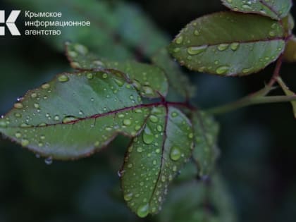 В Крыму в начале недели похолодает, ожидаются дожди