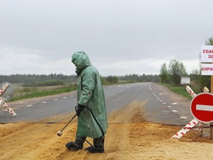 В Крыму ввели карантин из-за напавшего на людей бешеного волка