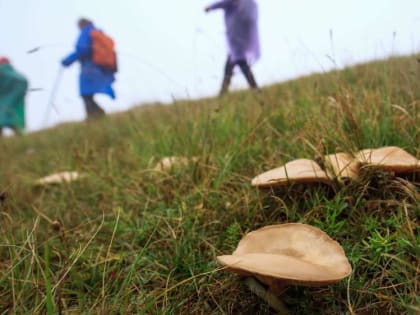 Не знаешь – не бери: краткий курс молодого грибника от экспертов