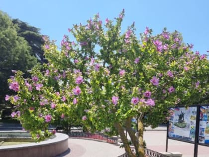 Доброе утро, севастопольцы!