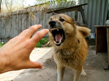 28 сентября — Всемирный день борьбы с бешенством