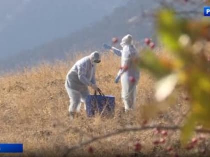 В лесах Крыма вакцинируют от бешенства диких животных