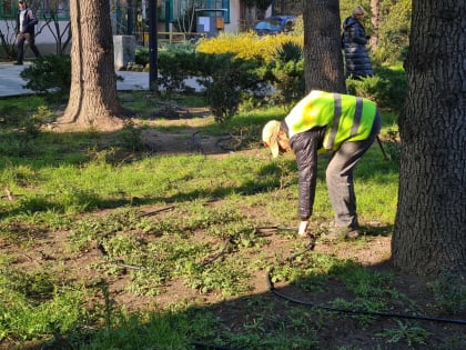 В Ялте ведется монтаж автоматизированной системы капельного полива