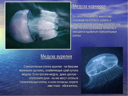 Что делать и чего не стоит, когда в море ужалила медуза