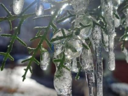 Заморозки в Крыму могут повлиять на урожай плодовых растений