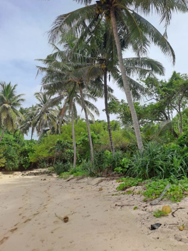 Beachfront Land in Tarakaito Beach, West Sumba – Coconut Trees & White Sand - Image 21