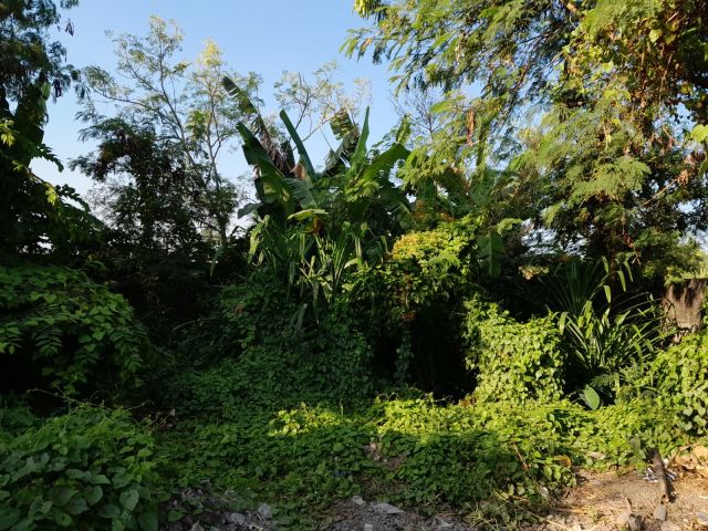Rice Field View Land 2.7 Are for Sale in Pegending, Near Padonan, Canggu, Bali - Image 13