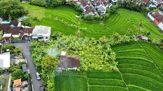 1100 m² Freehold Land in Tumbak Bayuh, Pererenan – Rice Terrace View - Image 3