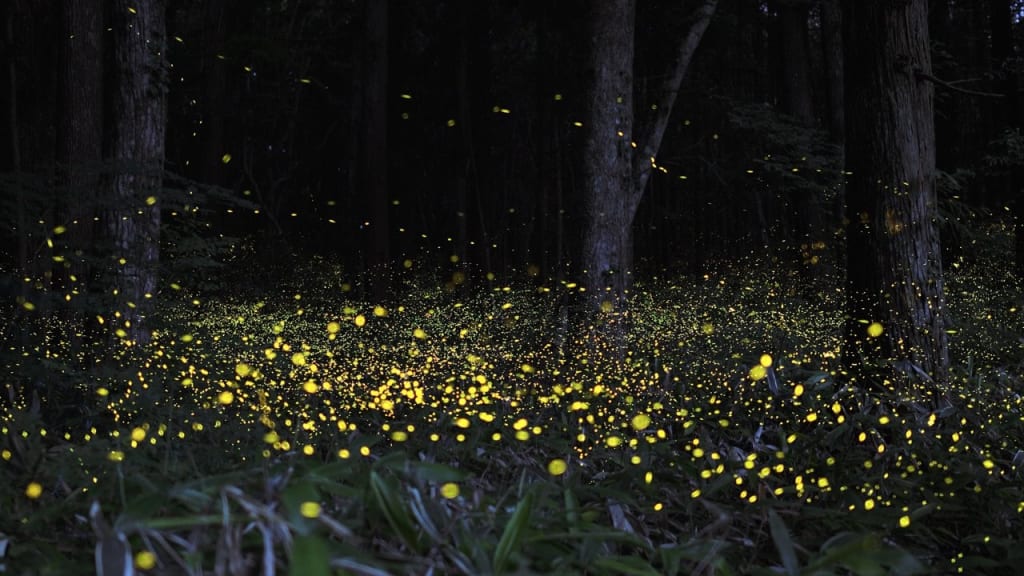 Fireflies festival