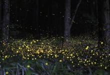 Fireflies festival