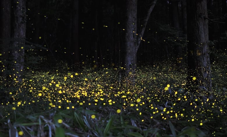 Fireflies festival