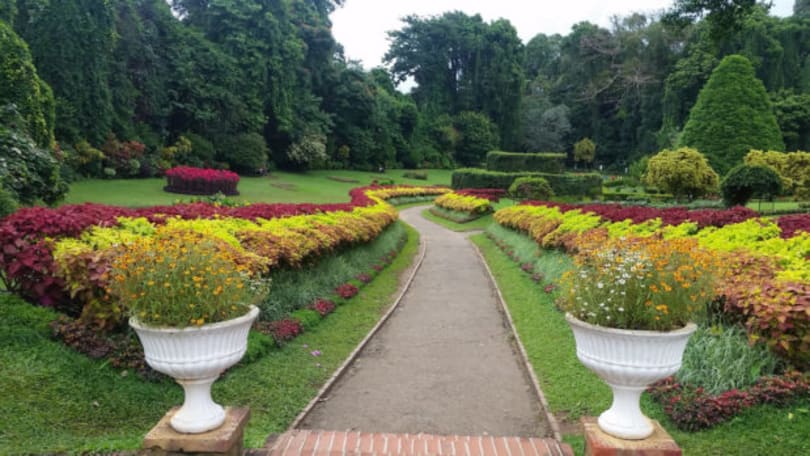 Things to see in Sri Lanka - Royal Botanical gardens