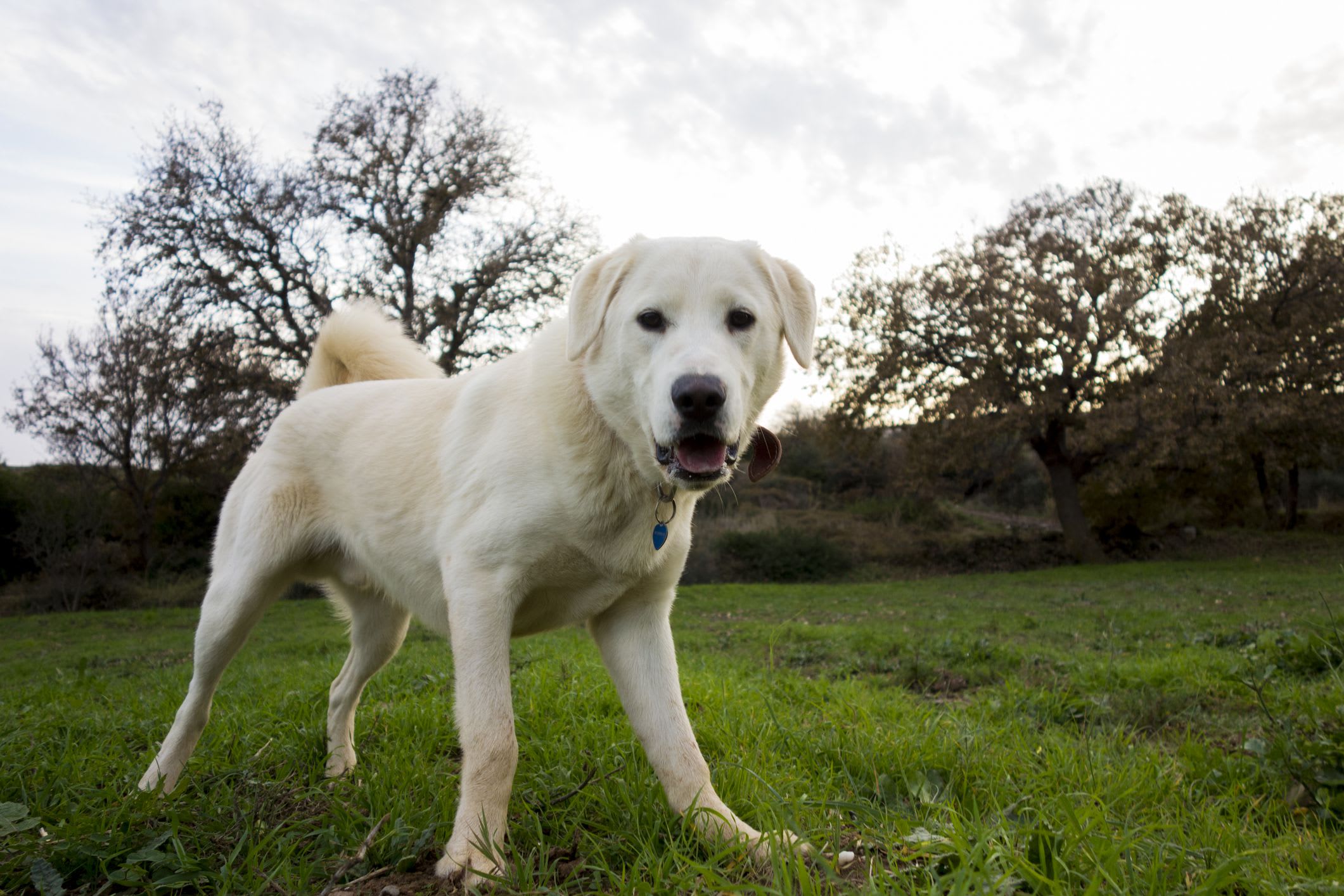 Akbash Dog
