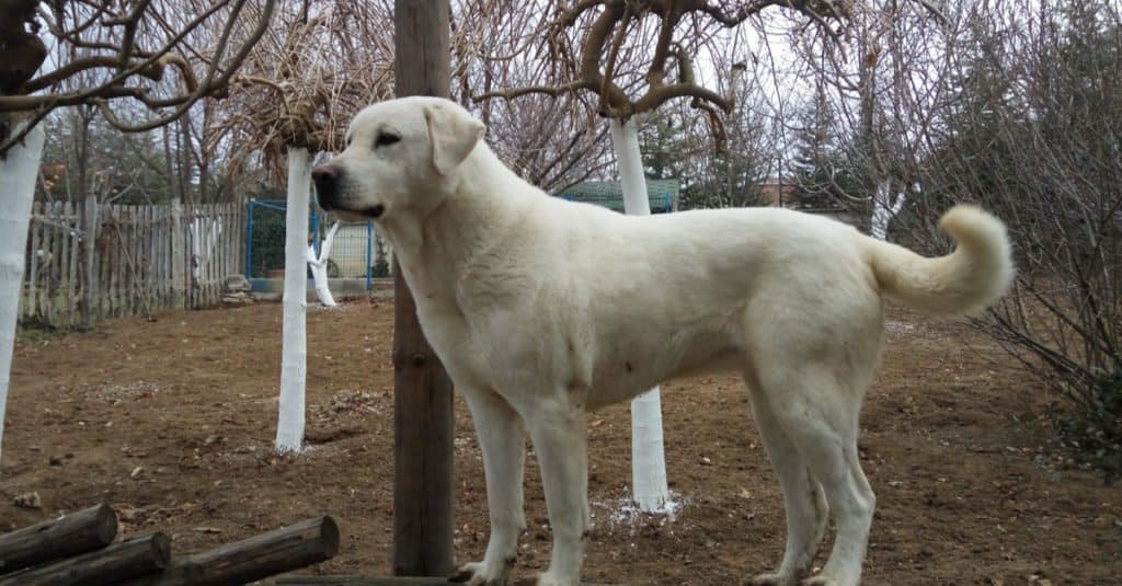 Akbash Dog