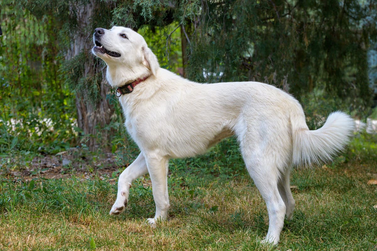 Akbash Dog
