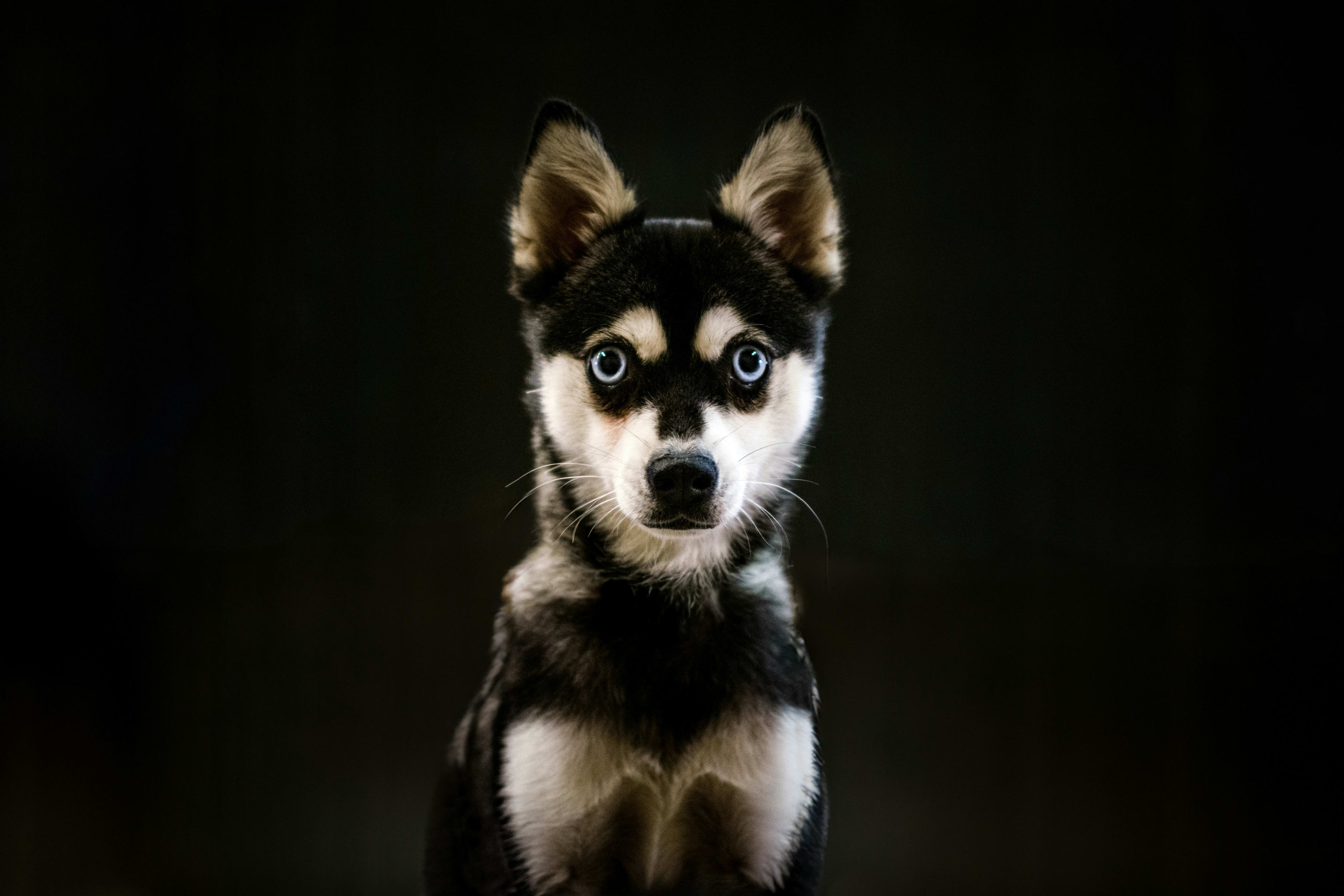 Alaskan Klee Kai