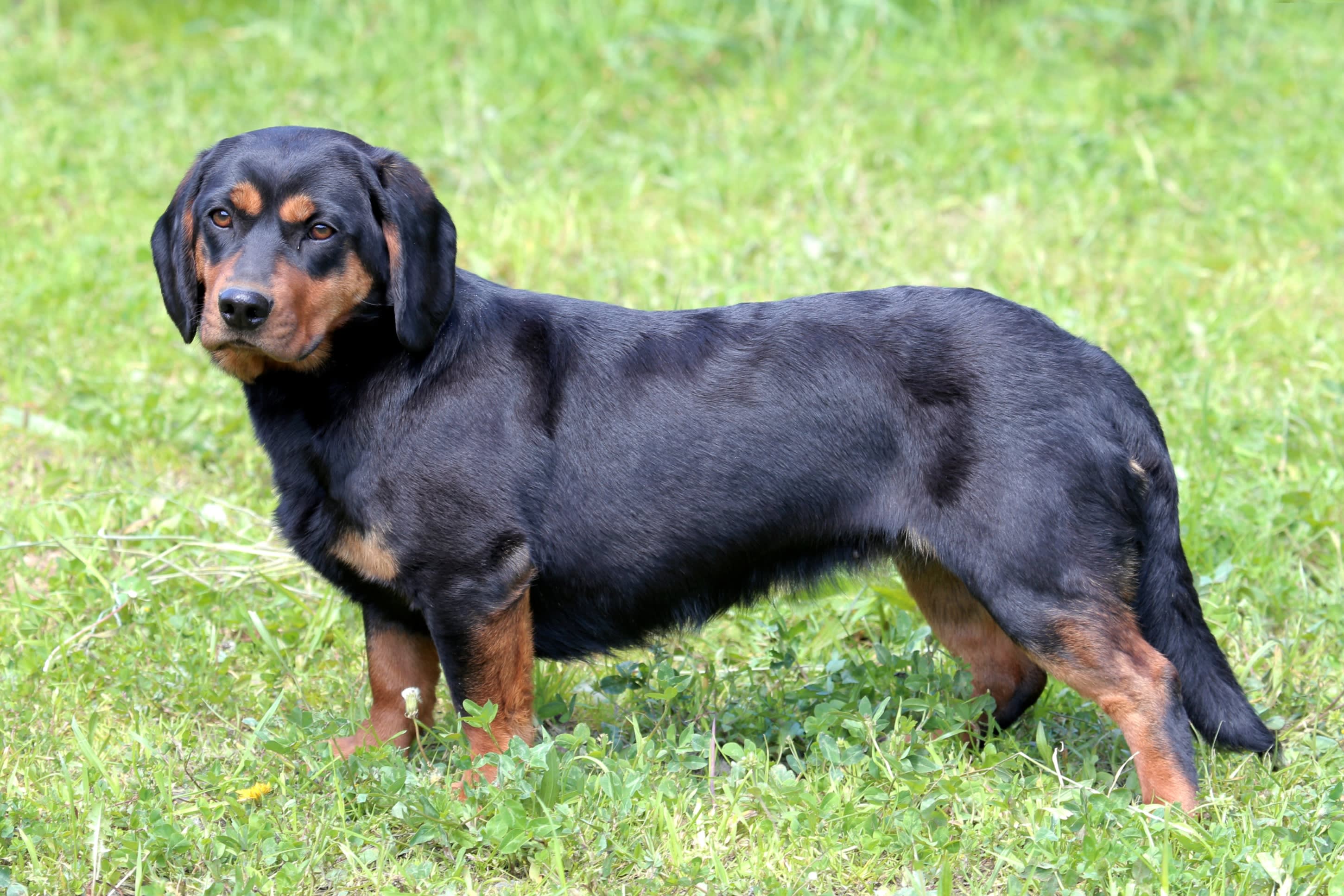 Alpine Dachsbracke 6